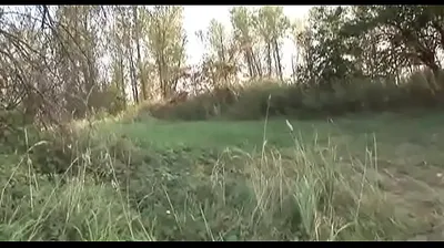 VLXX