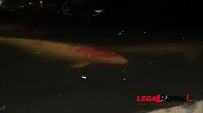 VLXX