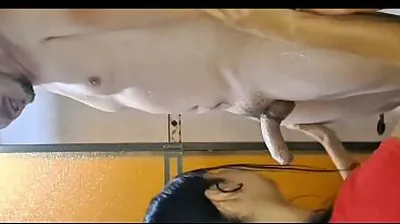 VLXX