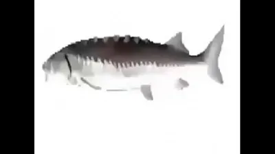 VLXX
