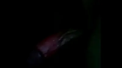 VLXX