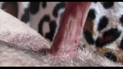 VLXX