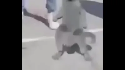 VLXX