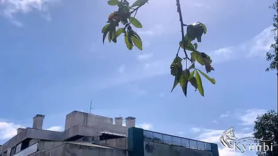 VLXX