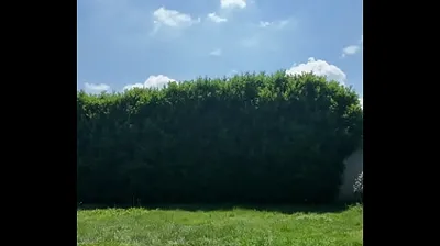 VLXX
