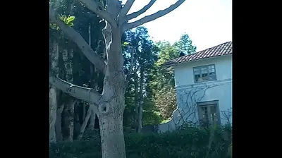 VLXX