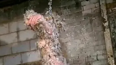 VLXX