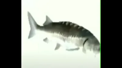 VLXX