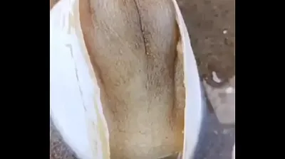 VLXX