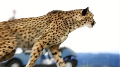 VLXX